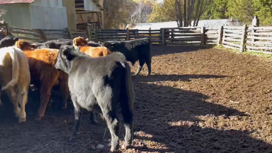 Lote 70 Ternero en Coyhaique, XI Región Aysén