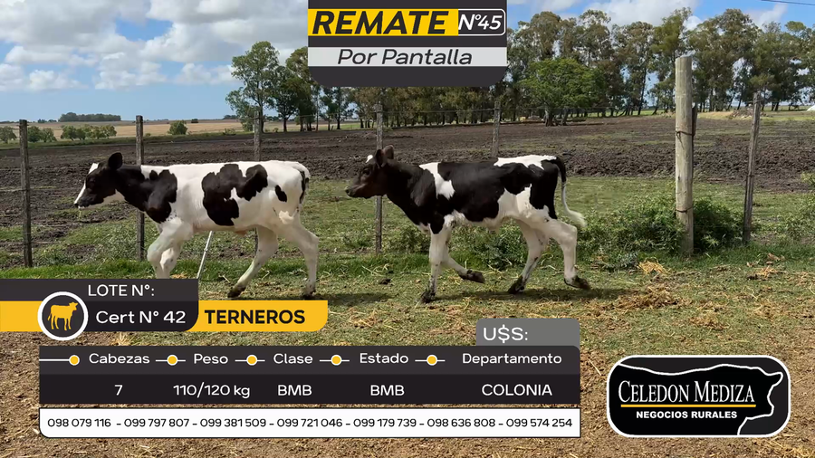 Lote 7 Terneros en Estanzuela, Colonia