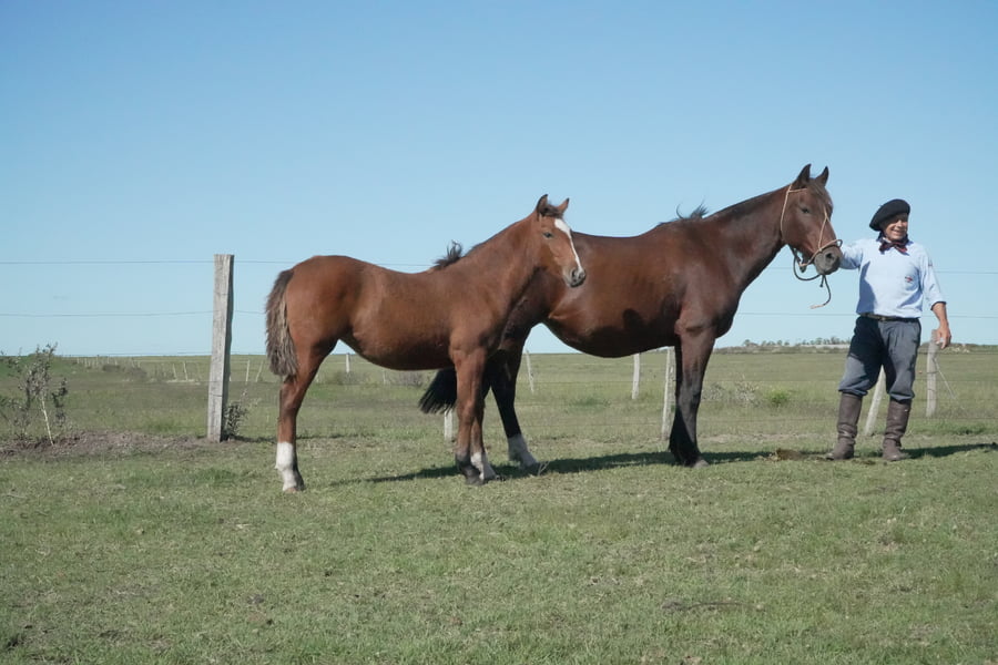 Lote AQUERENCIADA DOS CHALAS