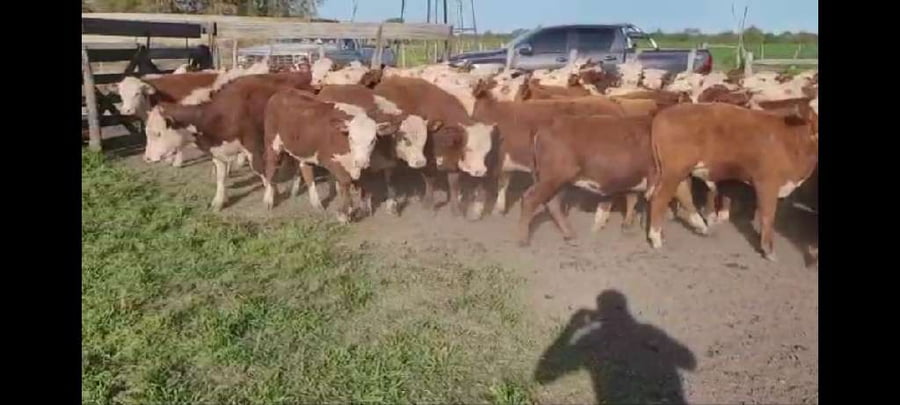 Lote 65 Terneros/as en Villaguay, Entre Ríos