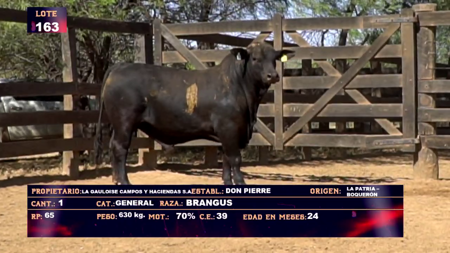 Lote LA GAULOISE  CAMPOS Y HACIENDAS - LOTE 163