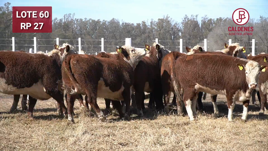 Lote VAQUILLONA PR PREÑADA PARICIÓN PRIMAVERA