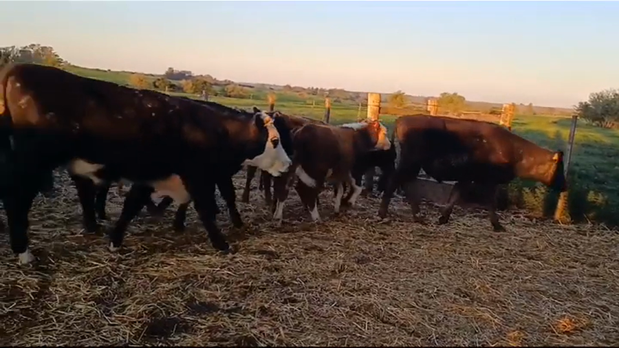 Lote (Vendido)20 Terneros CRUZAS a remate en #37 Pantalla Carmelo 220kg -  en PIEDRA CHATA