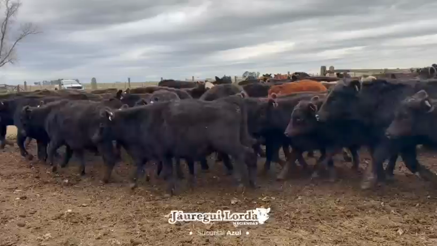 Lote 120 Terneros