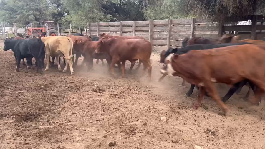 Lote 100 Novillitos en Juan José Castelli, Chaco
