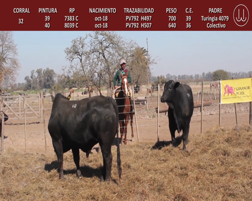 Lote TOROS BRANGUS DE CABAÑA LA TURINGIA