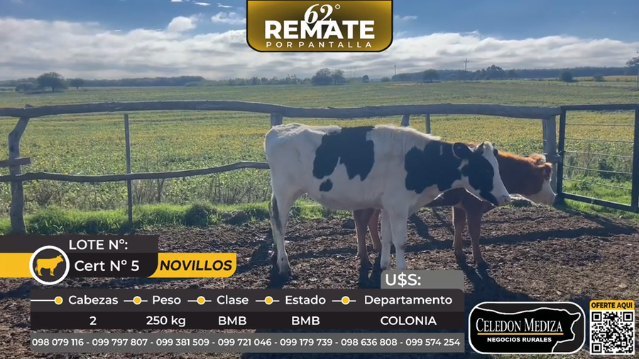 Lote 2 Novillos en Puerto Conchillas, Colonia