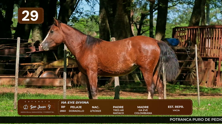 Lote LOTE 29