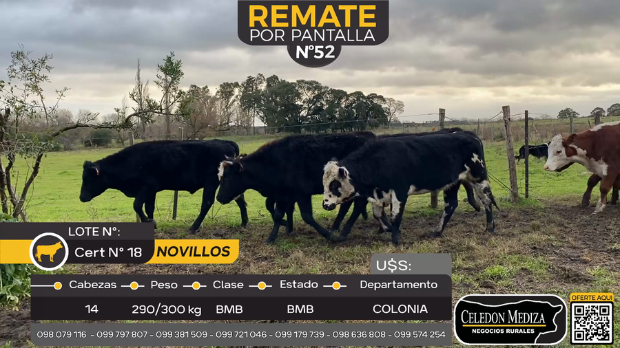 Lote 14 Novillos en La Horqueta, Colonia
