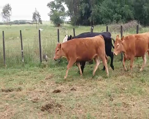 Lote (Vendido)3 Vaquillonas/Vacas Gordas 2 LIM - 1HE/ AA 470kg -  en VIBORAS Y VACA