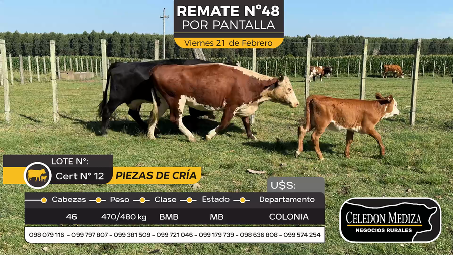 Lote 46 Piezas de cría en Otra Localidad, Colonia