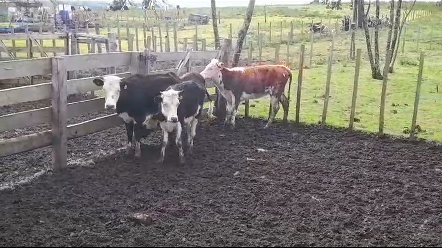 Lote (Vendido)4 Terneras a remate en #35 Pantalla Carmelo 170kg -  en COSTAS DEL ROSARIO