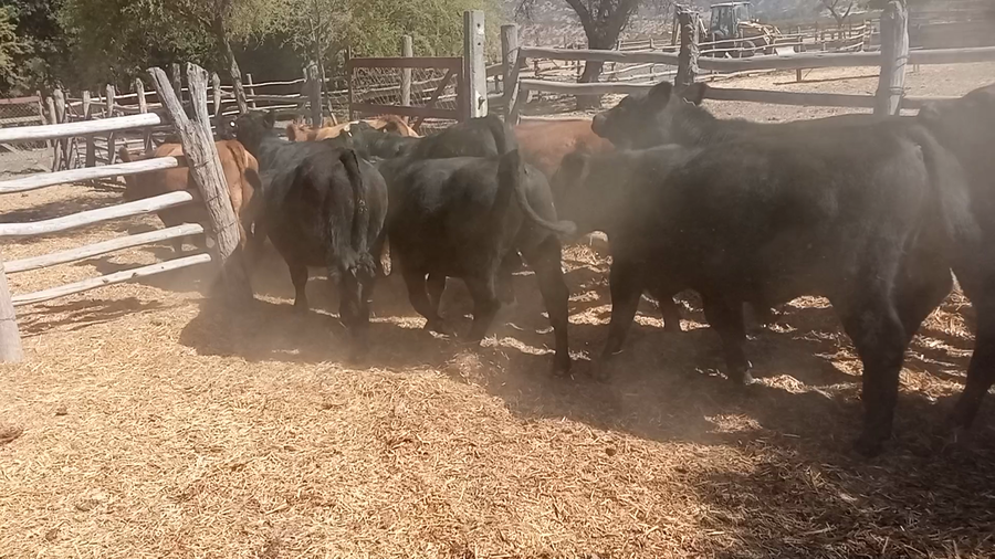 Lote 33 Ternero en San Pedro, Región Metropolitana