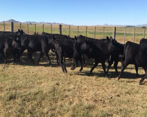 Lote 64 Terneros/as en Coronel Suarez, Buenos Aires