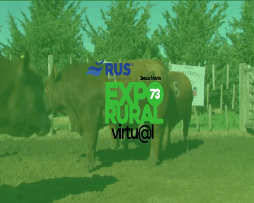 Lote TOROS PUROS DE PEDIGREE ANGUS