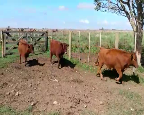 Lote 24 Terneros en Olavarría, Buenos Aires