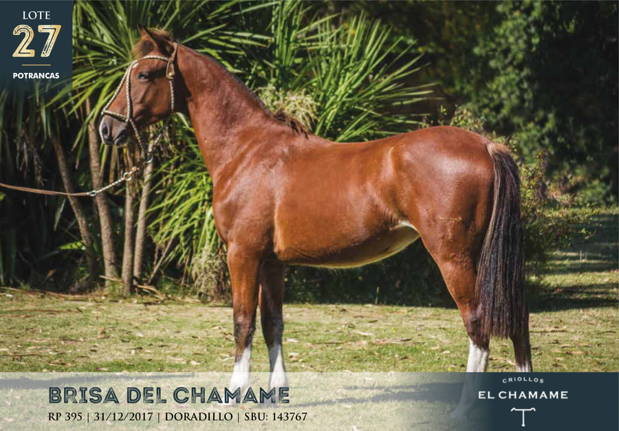 Lote BRISA DEL CHAMAME