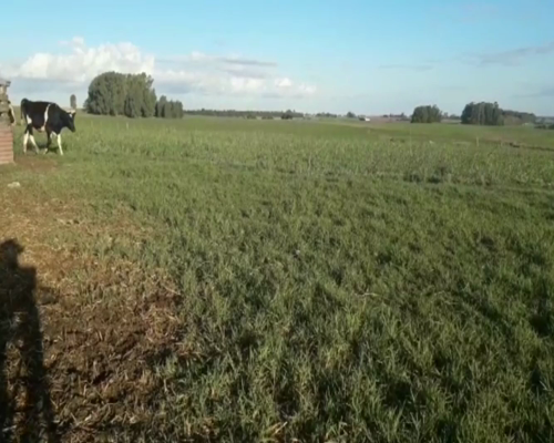 Lote Terneros y Terneras