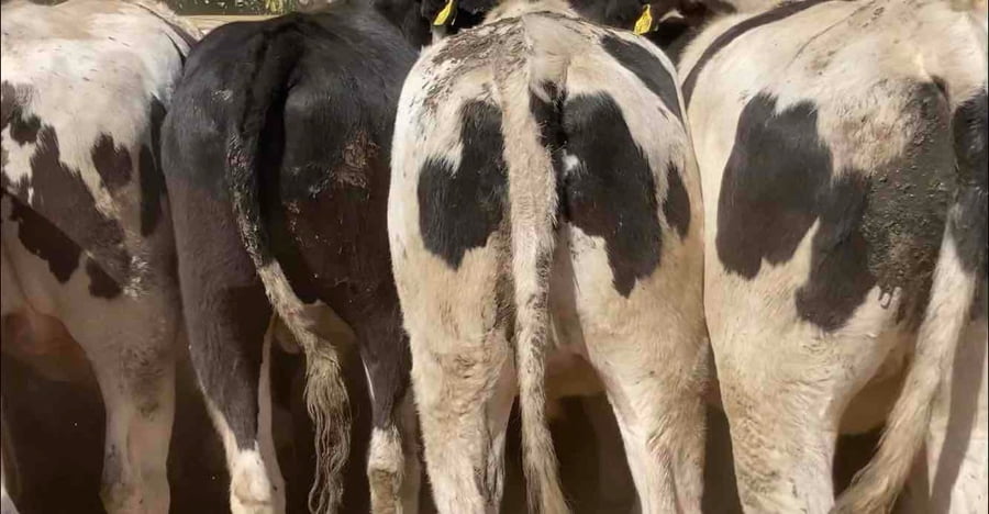 Lote 45 Novillo Gordo en Melipilla, Región Metropolitana