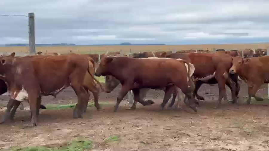 Lote 50 Novillos en Corrientes, Yapeyú