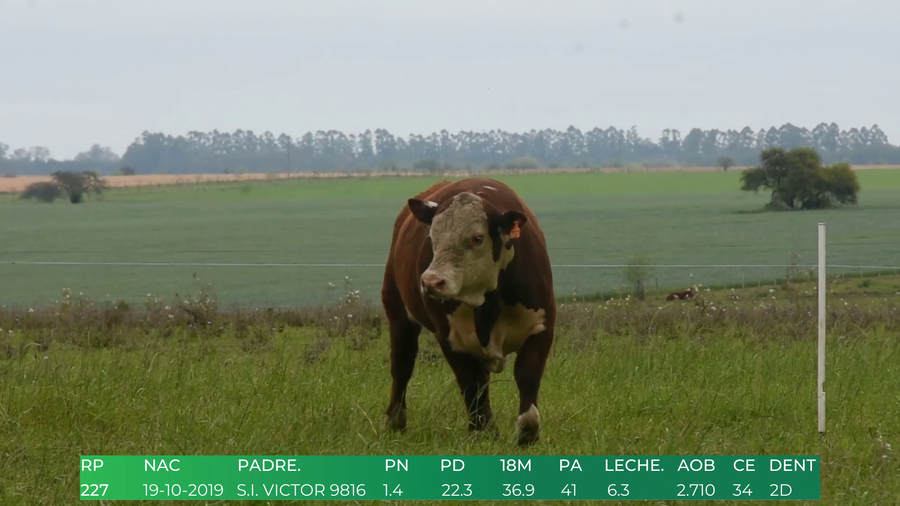 Lote Toros POLLED HEREFORD a remate en 4º  Remate  Anual Cabaña El Treból en Liga de Trabajo de Guichón