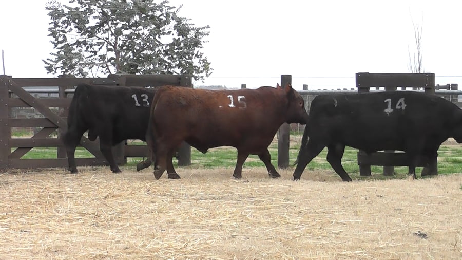 Lote TOROS ANGUS PC