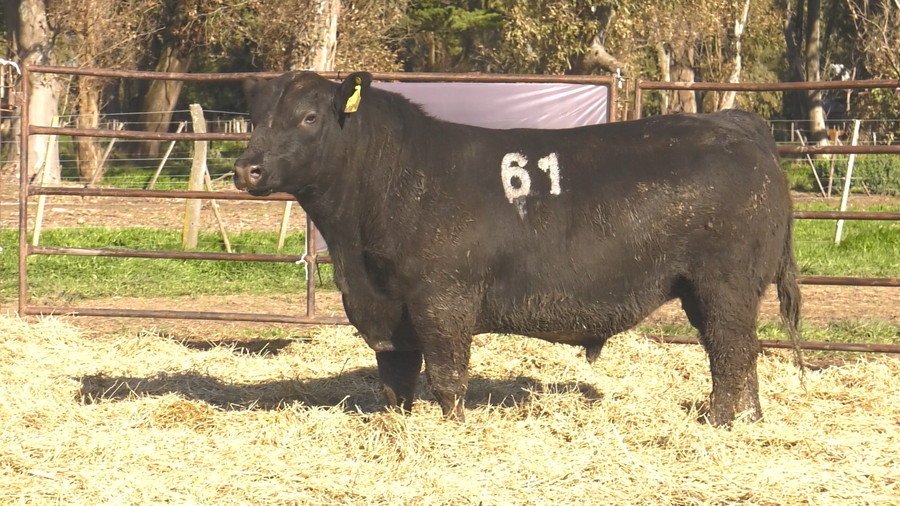 Lote TOROS ANGUS NEGROS  PC