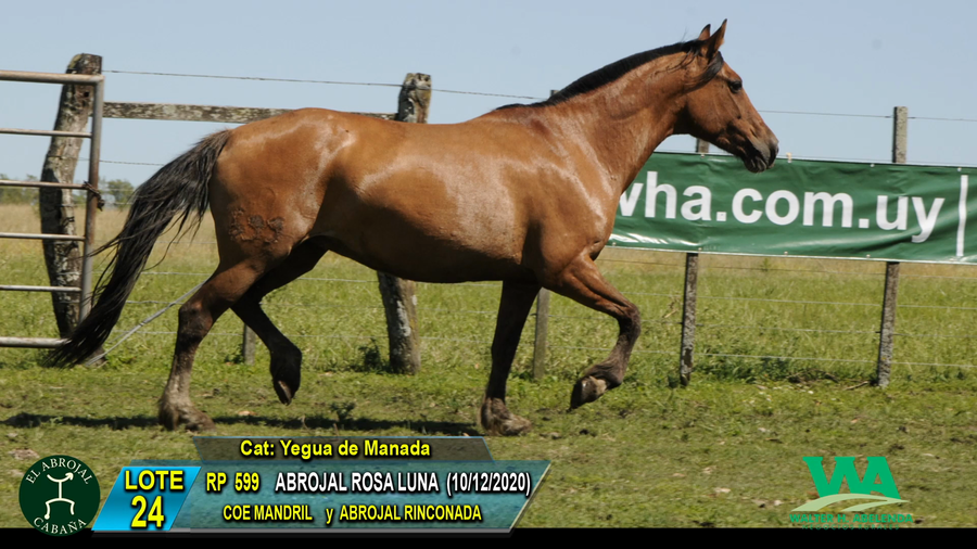 Lote ABROJAL ROSA LUNA