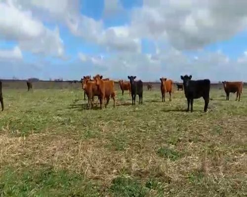 Lote 60 Terneras en Buenos Aires, Mayor Buratovich