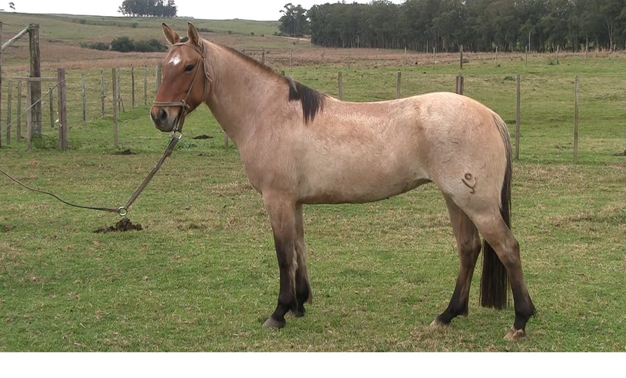 Lote Boleadora Mojón (RP 579) - Cabaña "El Mojón”