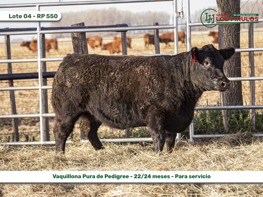 Lote VAQUILLONAS PURAS DE PEDIGREE