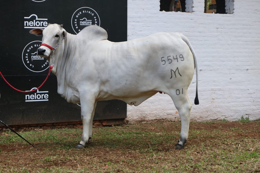 Lote Nelore a Bozal Expo Internacional 2022 RP 5549- Lote 7
