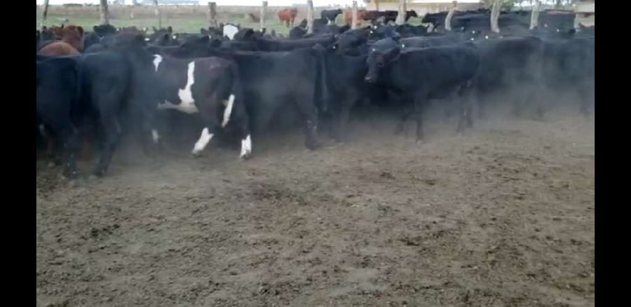 Lote 67 Terneros/as en Entre Ríos, Villaguay