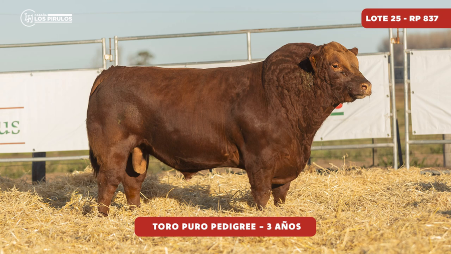 Lote TOROS PUROS DE PEDIGREE - 3 años