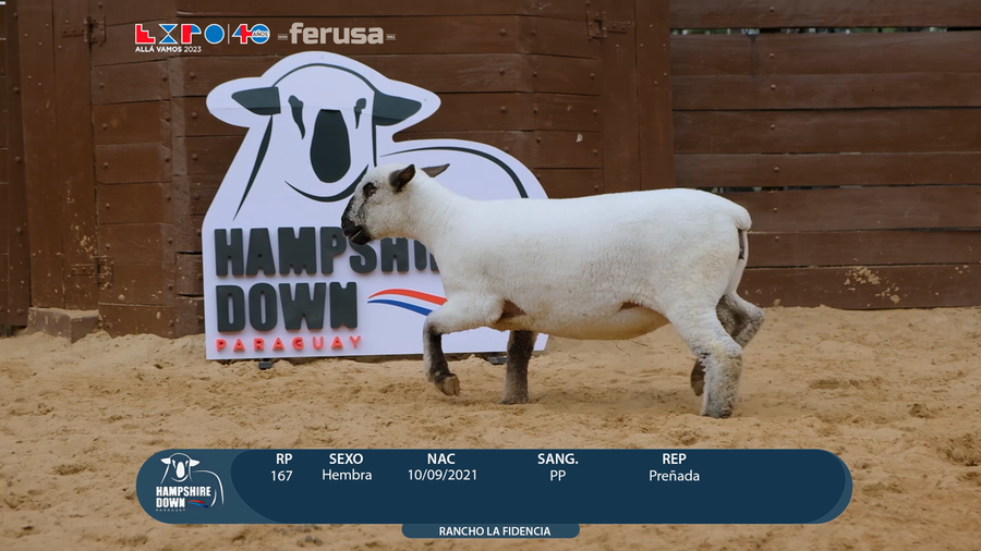 Lote LOTE 20 - BOZAL