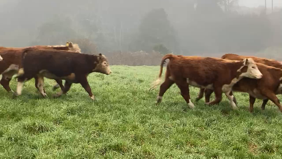 Lote 50 Vaquilla Engorda en Osorno, X Región Los Lagos