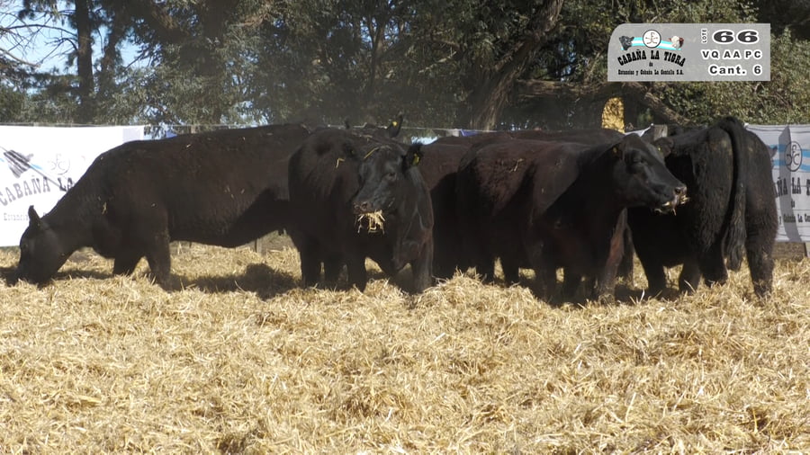Lote VAQUILLONAS  PC  PARICION PRIMAVERA
