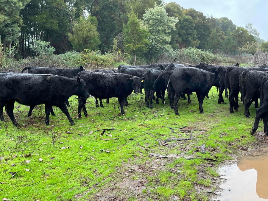 Lote 24 Vaquilla Encaste en San Carlos, XVI Región Ñuble