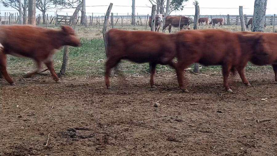 Lote 135 Terneros/as en Corrientes, Curuzu Cuatia