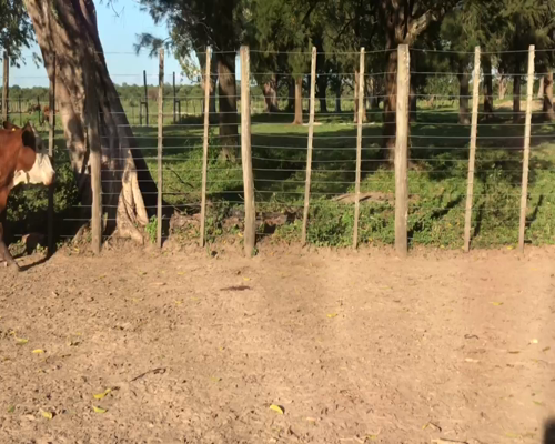 Lote 55 Vacas nuevas C/ gtia de preñez en Gral. San Martín, Chaco