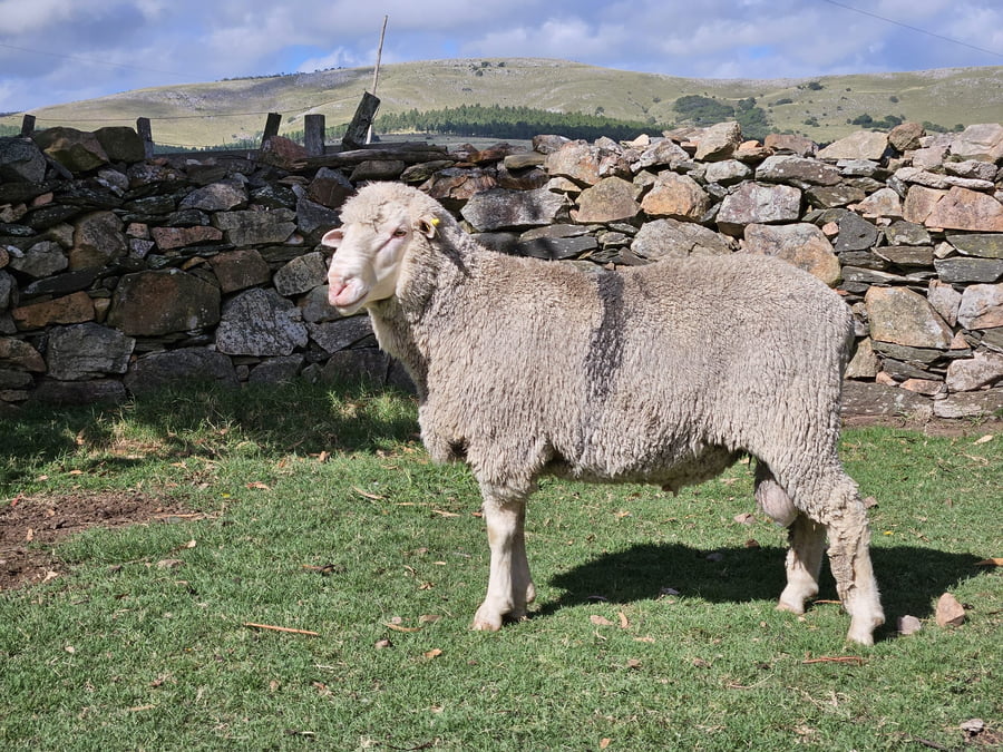 Lote (Vendido)Carneros a remate en Subasta Online - Nambi Guasu, Lavalleja