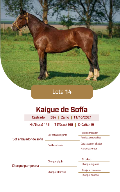Lote LOTE 14