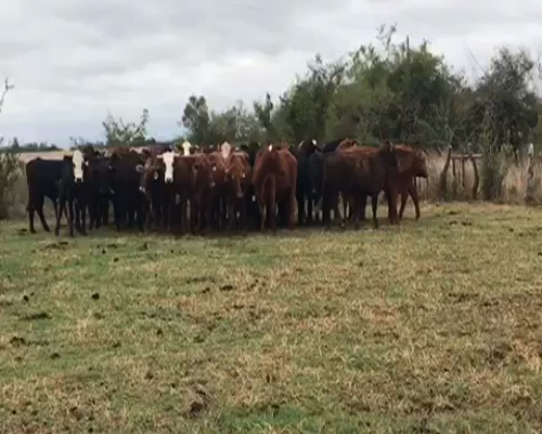 Lote 40 Novillos en Bella Vista, Corrientes