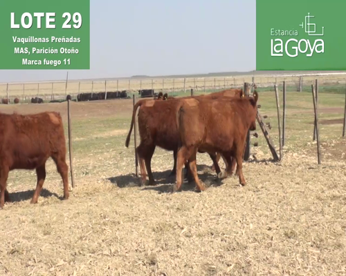 Lote VAQUILLONAS PREÑADAS MAS PARICIÓN OTOÑO