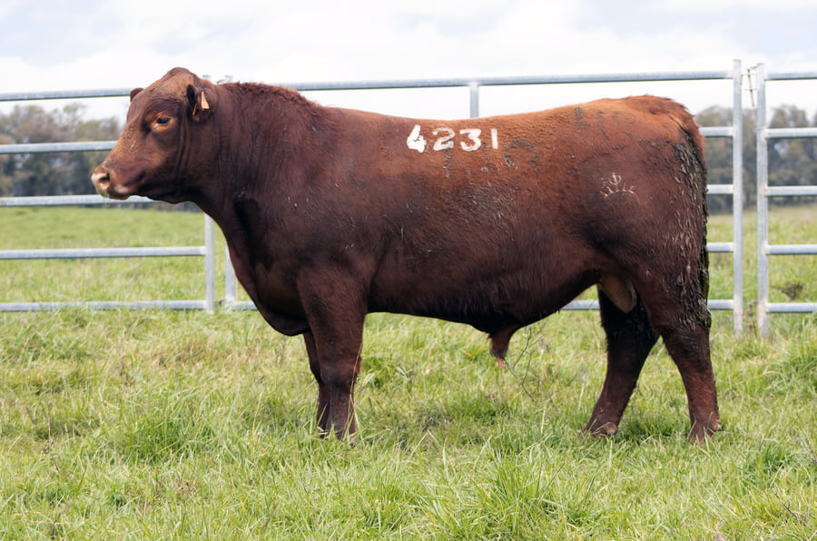 Lote ABERDEEN ANGUS SA - Angus COLORADOS