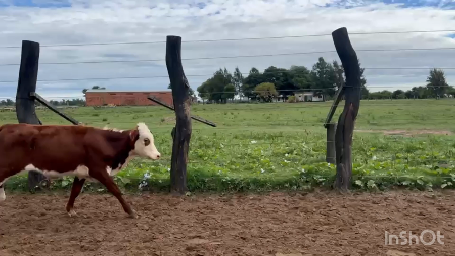 Lote 160 Castrados en Corrientes, Saladas