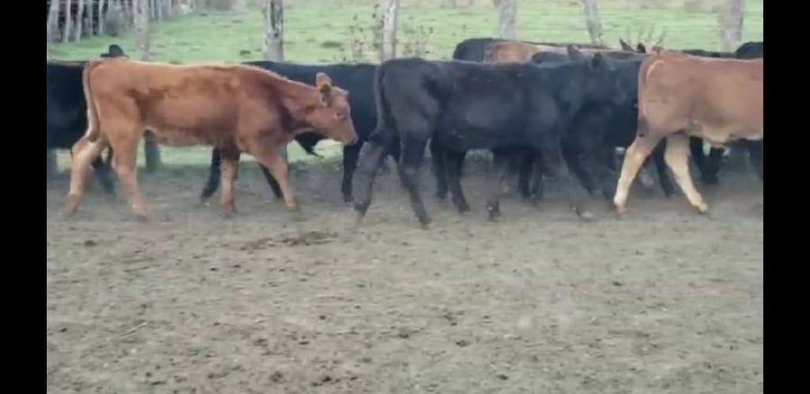 Lote 45 Terneros/as en Villaguay, Entre Ríos