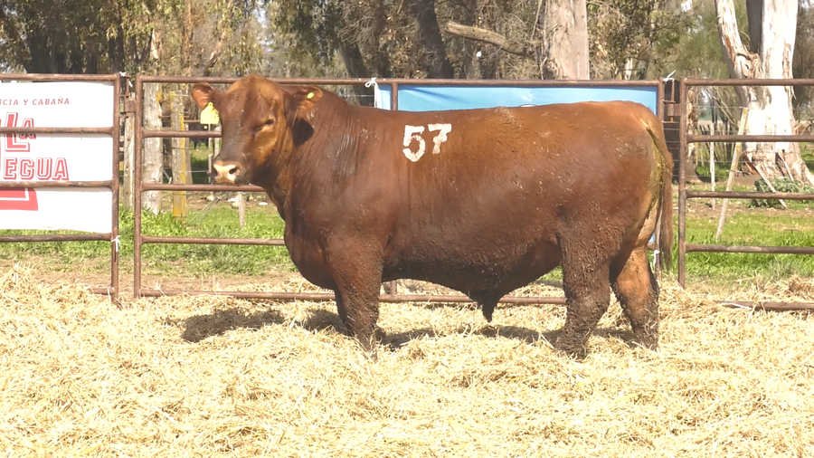 Lote TOROS ANGUS COLORADOS PC