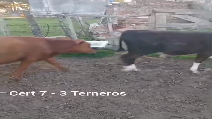 Lote TERNEROS