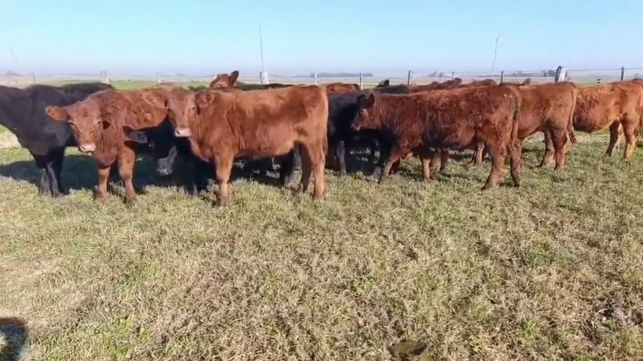 Lote 20 Novillitos